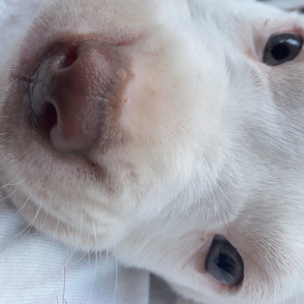 Meet your Posher, Morgan